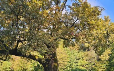 Terenska nastava – Park-šuma Maksimir i Botanički vrt Zagreb